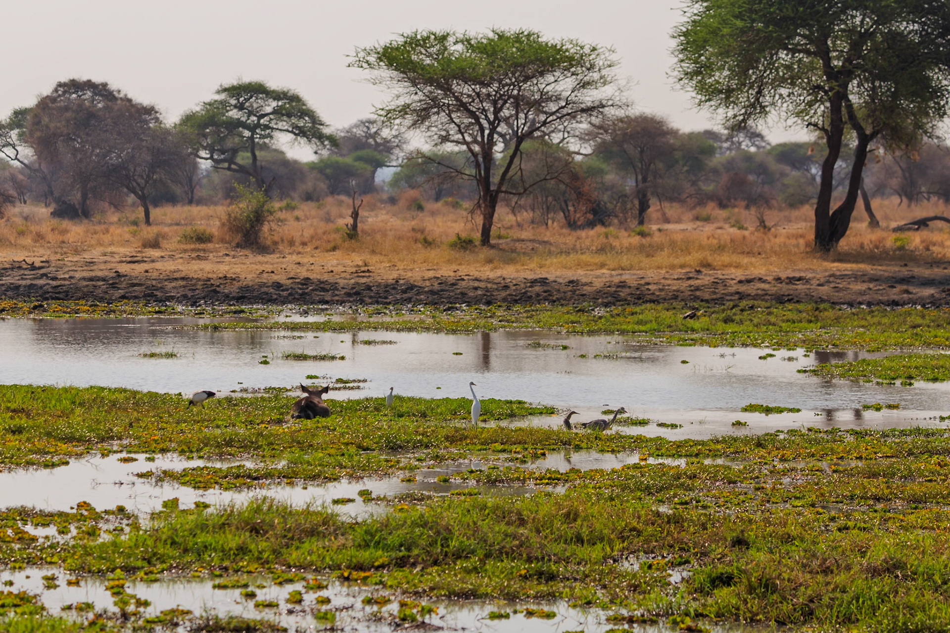 Waterbuck and various birds, including egrets and herons, gather in a lush, shallow watering hole in Tarangire National Park, Tanzania.