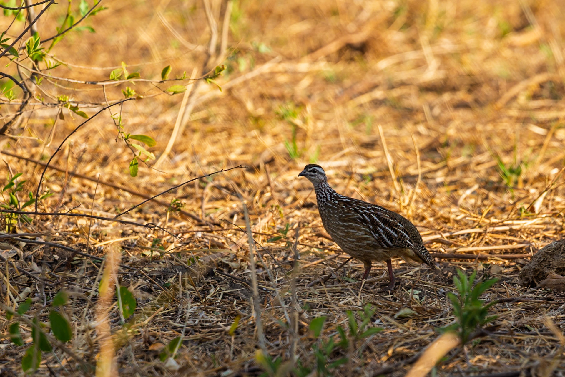 A Crested Francolin forages for food in the underbrush of Tarangire National Park, Tanzania.
