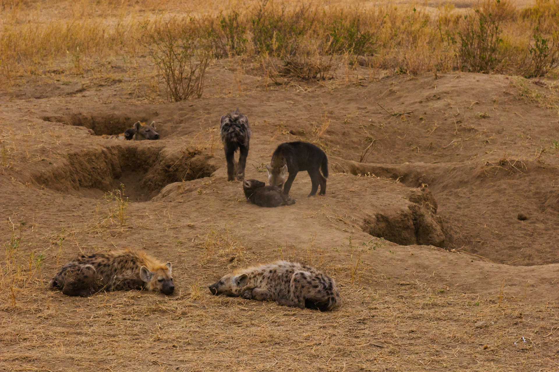 Hyenas rest and play near their den in Tanzania's Serengeti National Park. Cubs learn social skills and bond with their clan.