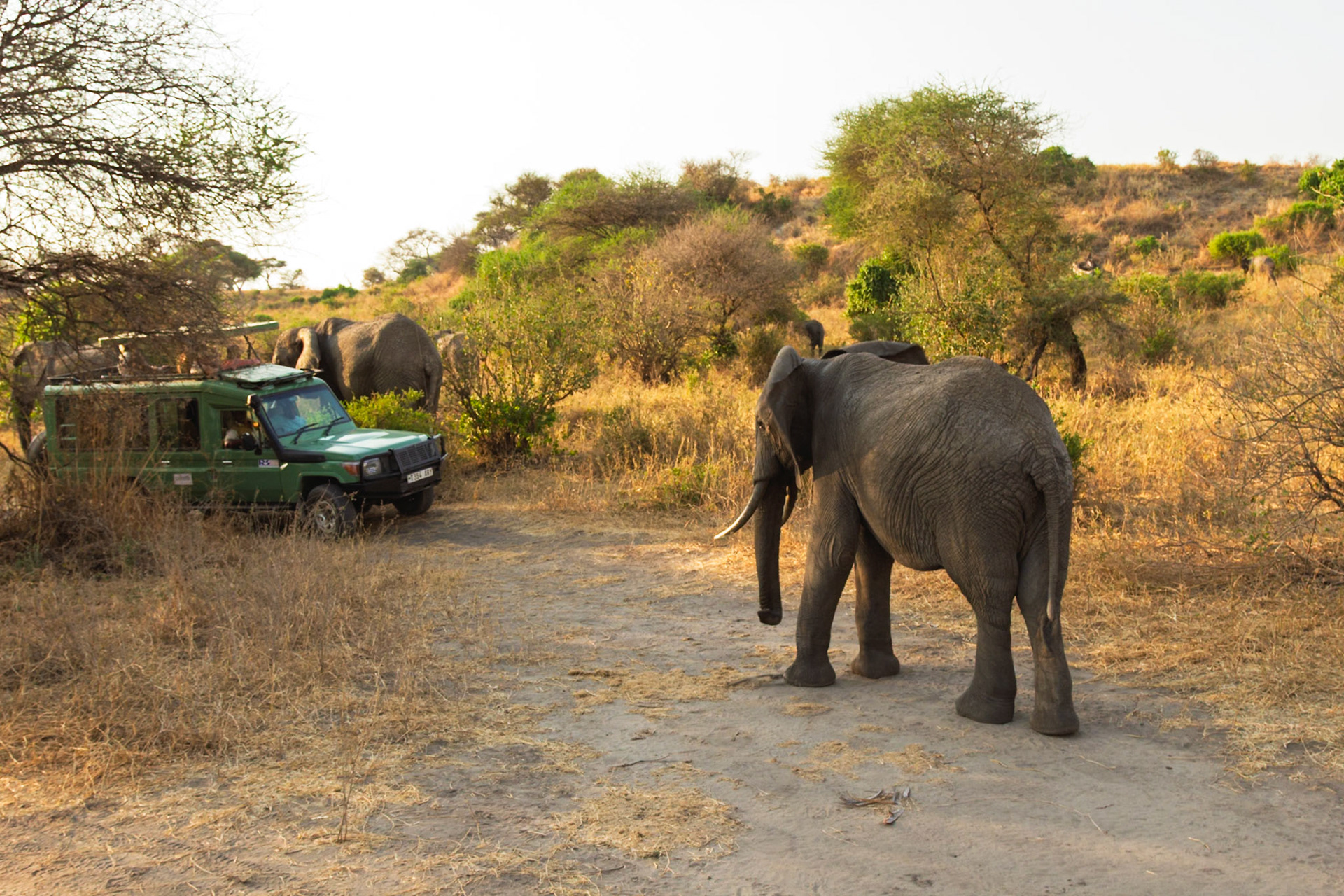 Tourists in a safari vehicle observe elephants in Tarangire National Park, Tanzania, enjoying a wildlife viewing experience.