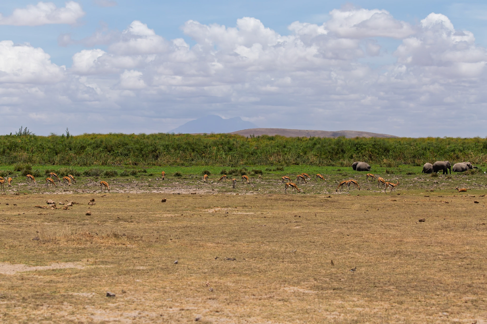 A herd of gazelle graze near resting elephants in Kenya's Amboseli National Park.