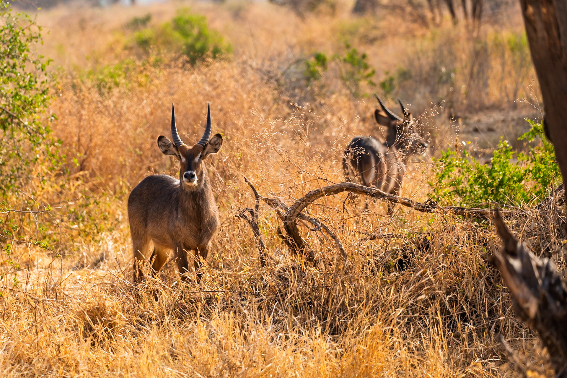 Two Waterbucks stand in the tall grass of Tanzania's Tarangire National Park, grazing and keeping watch.