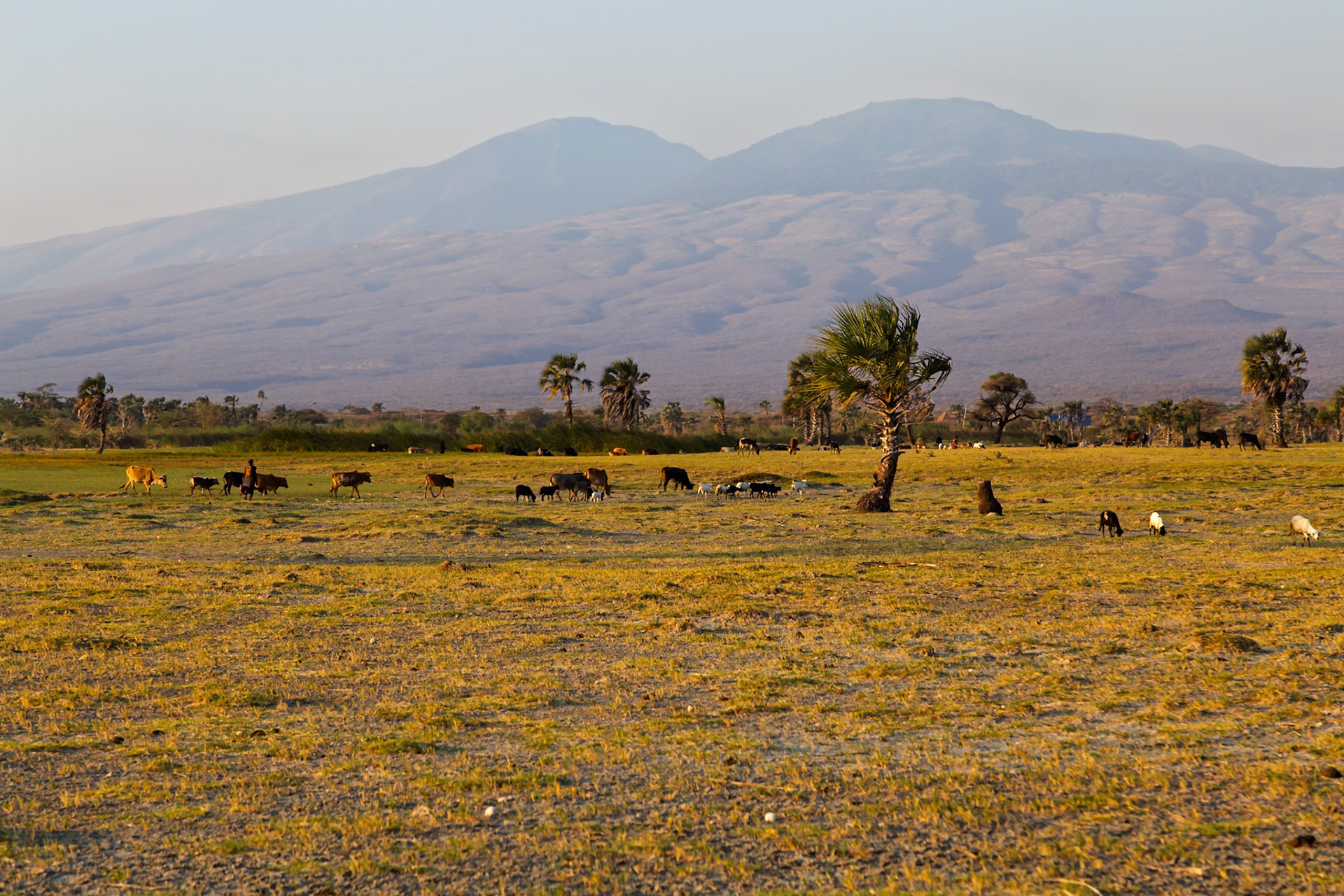 Lake Eyasi, Tanzania - September 27th 2025: A Maasai herdsman guides his cattle and goats across the plains at sunset.