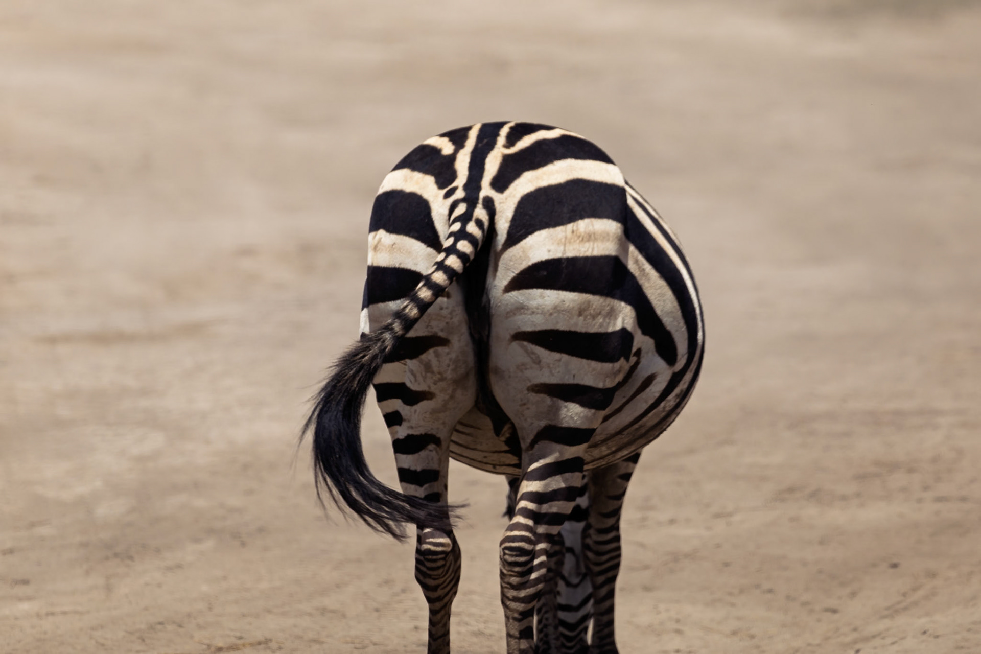 A zebra stands in Amboseli National Park, Kenya, its distinctive stripes on full display as it grazes on the savanna.