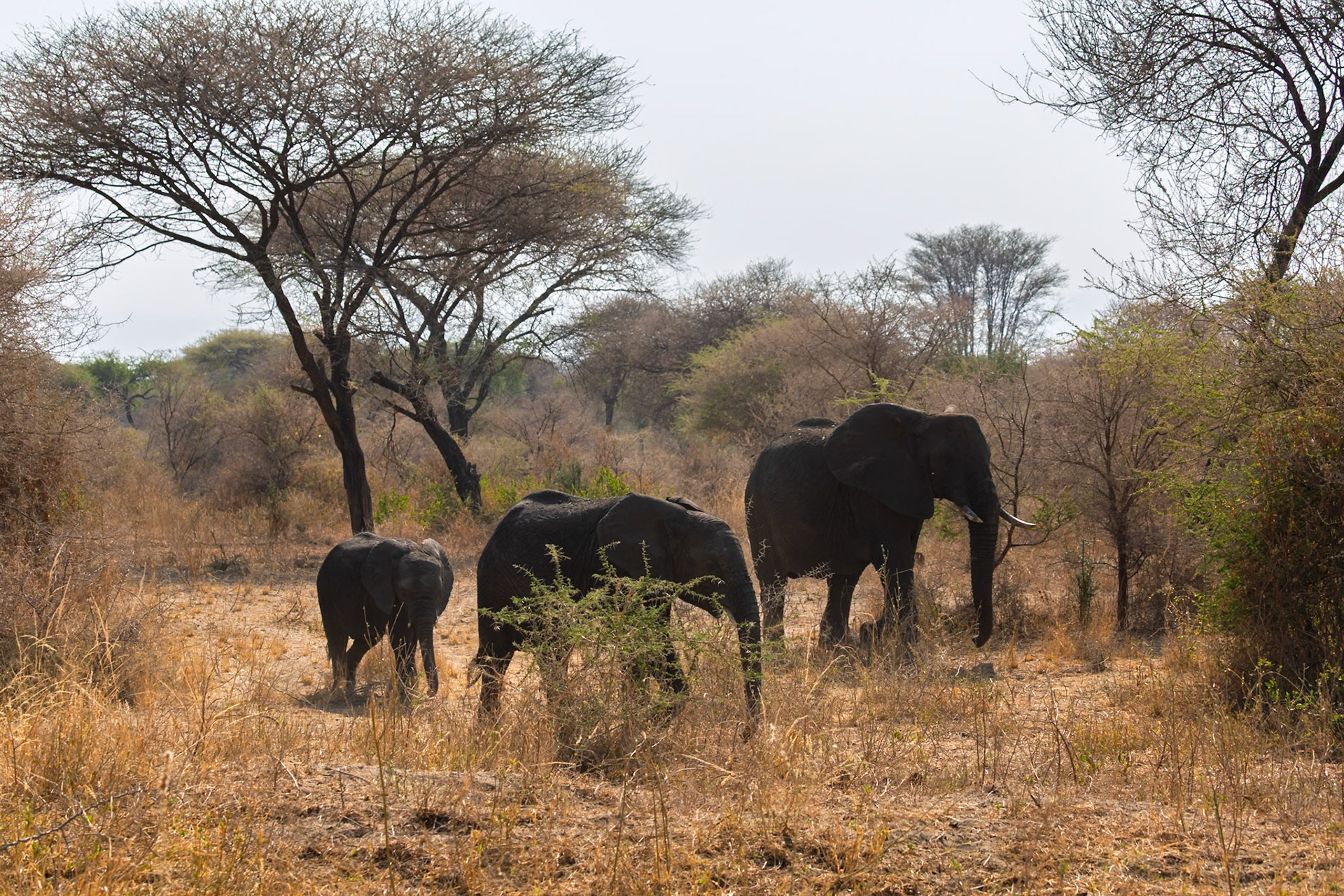 A family of elephants forage for food in Tarangire National Park, Tanzania. They are eating shrubs and grasses.