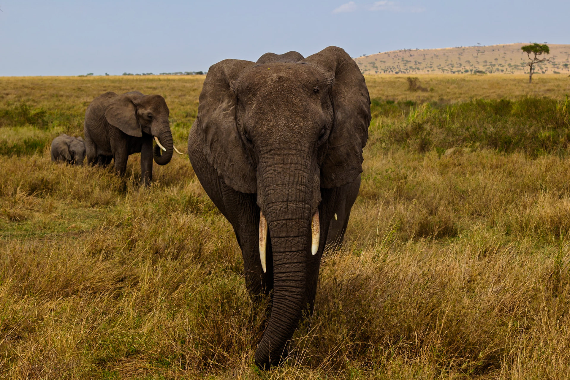 An elephant family grazes in Serengeti National Park, Tanzania. The matriarch leads, ensuring the safety of her young.