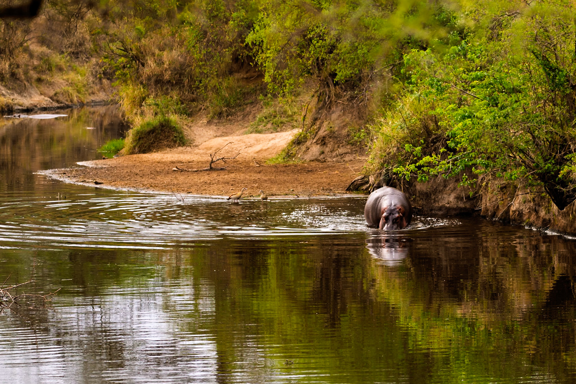 A hippo cools off in the river in Serengeti National Park, Tanzania. It's likely seeking refuge from the hot African sun.