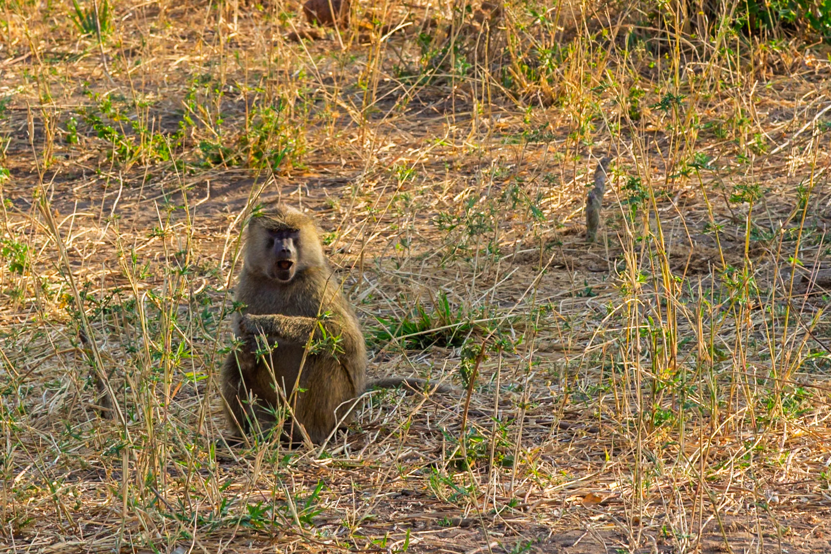 A baboon sits in the grass in Tarangire National Park, Tanzania. It is looking at the camera with its mouth open.