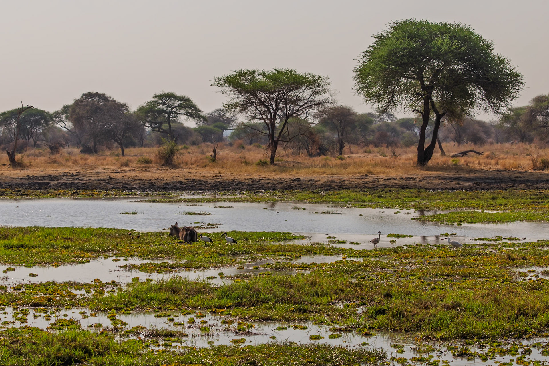 Waterbucks, African Sacred Ibises, a Grey Crowned Crane, and an African Spoonbill seek sustenance at a Tarangire National Park watering hole.