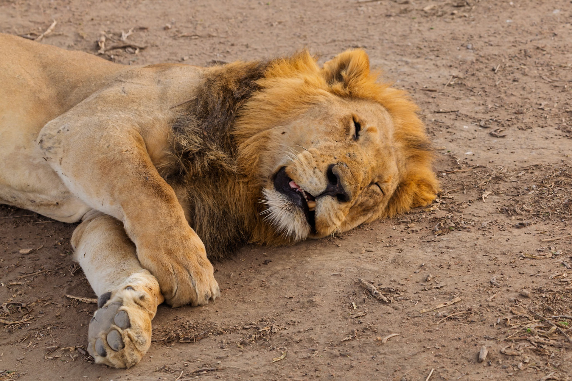 A male lion is sleeping in the Serengeti National Park, Tanzania. Lions sleep up to 20 hours a day to conserve energy.