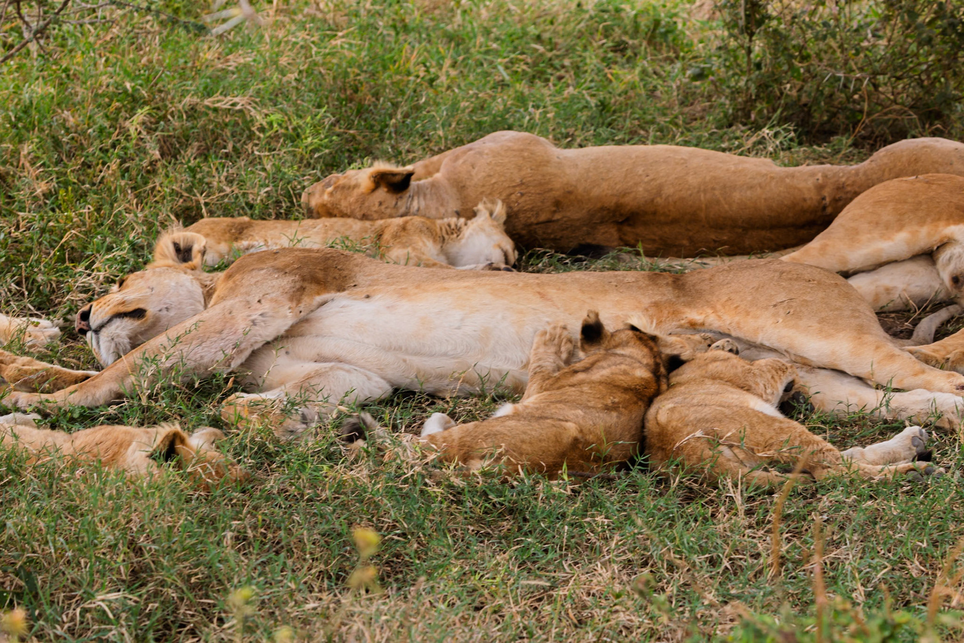 A pride of lions, including cubs, rests in the grass in Serengeti National Park, Tanzania. They are likely resting to conserve energy.