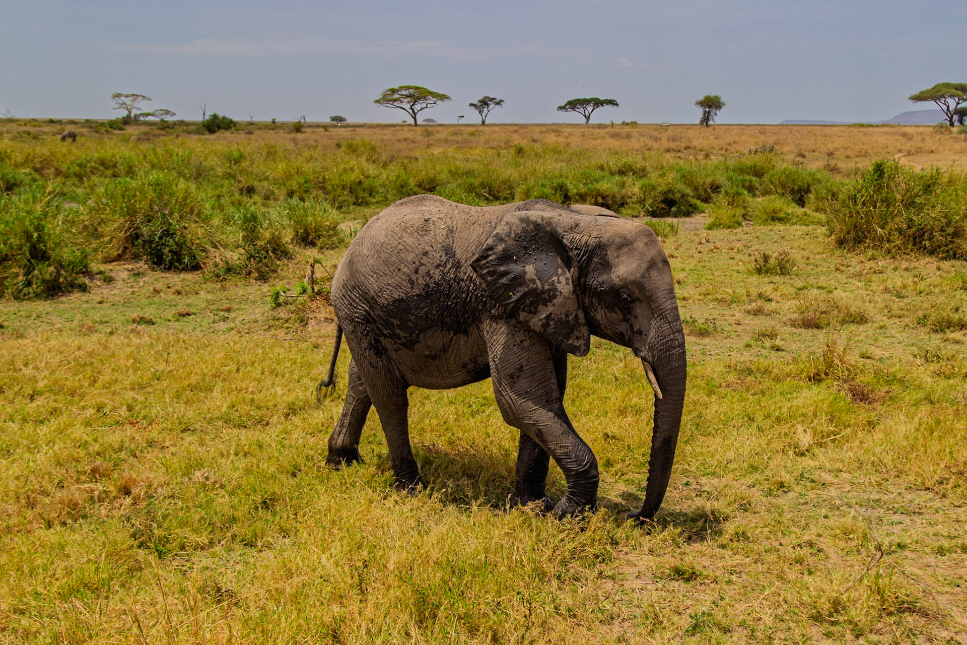 An elephant is walking through the Serengeti National Park in Tanzania, likely searching for food or water.