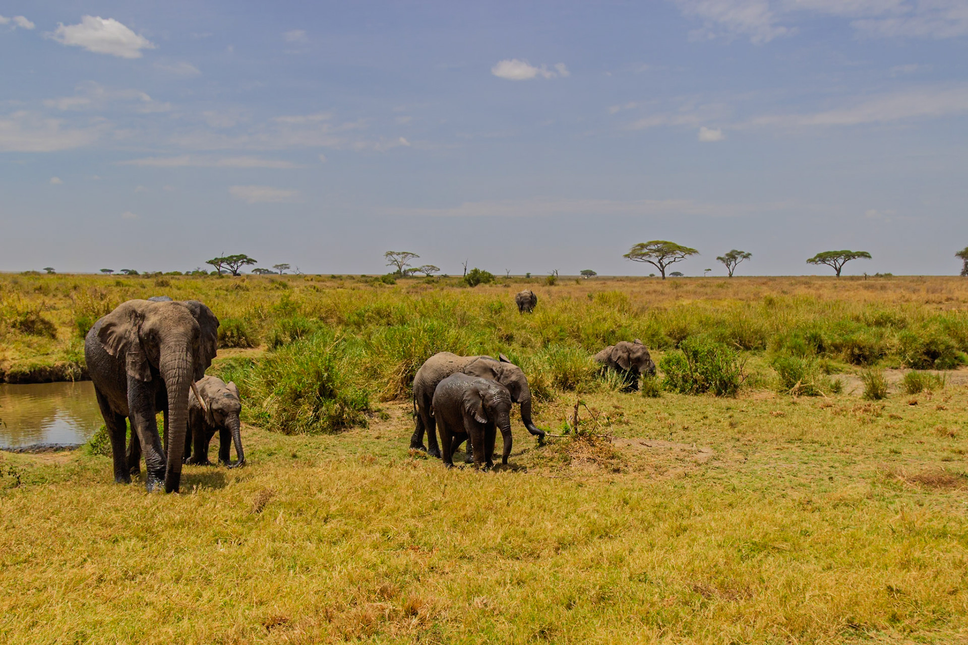 Elephants gather at a watering hole in Tanzania's Serengeti National Park to hydrate and cool off from the African heat.
