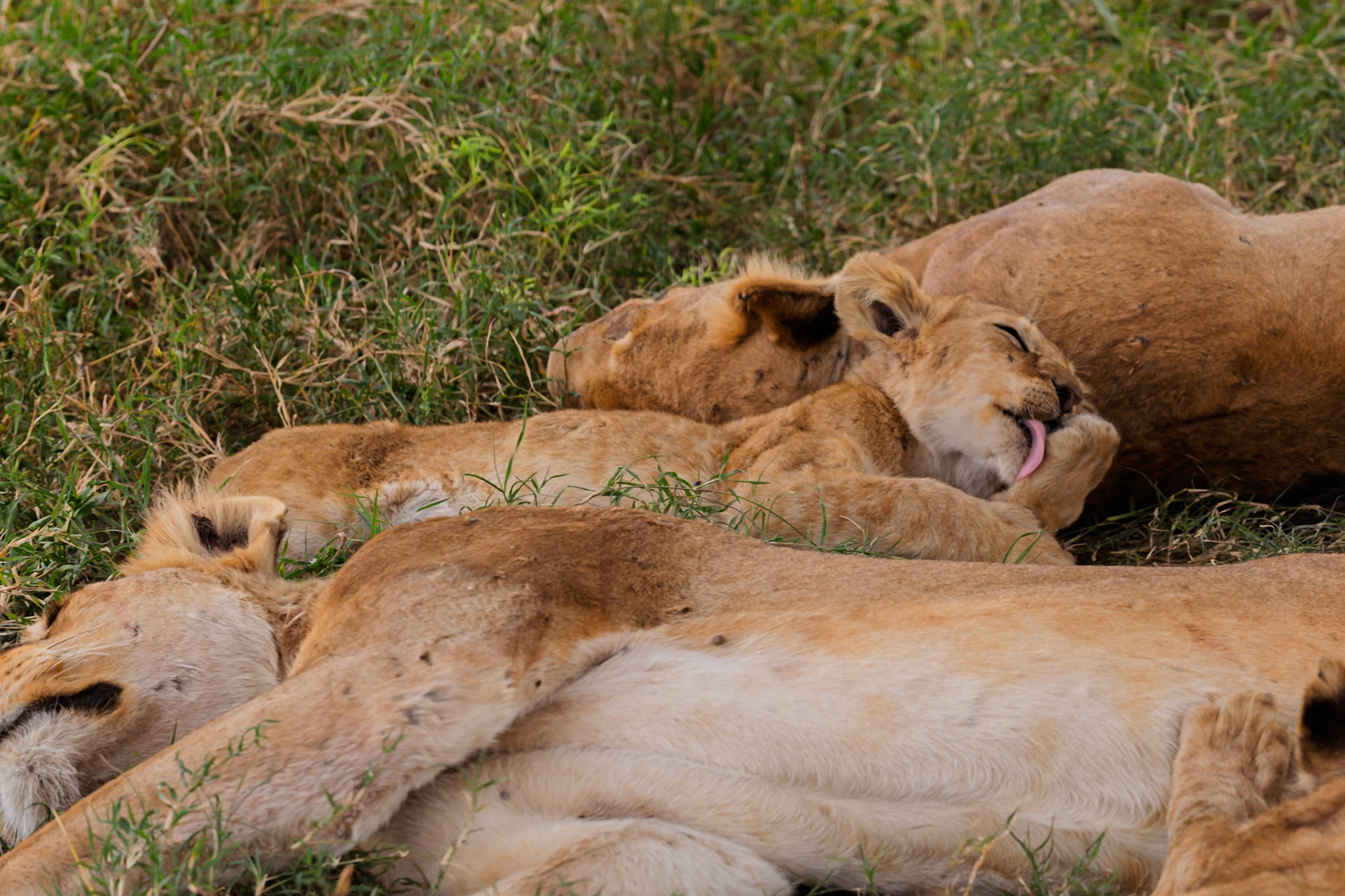 A pride of lions rests in Serengeti National Park, Tanzania. They are sleeping and grooming, conserving energy for their next hunt.