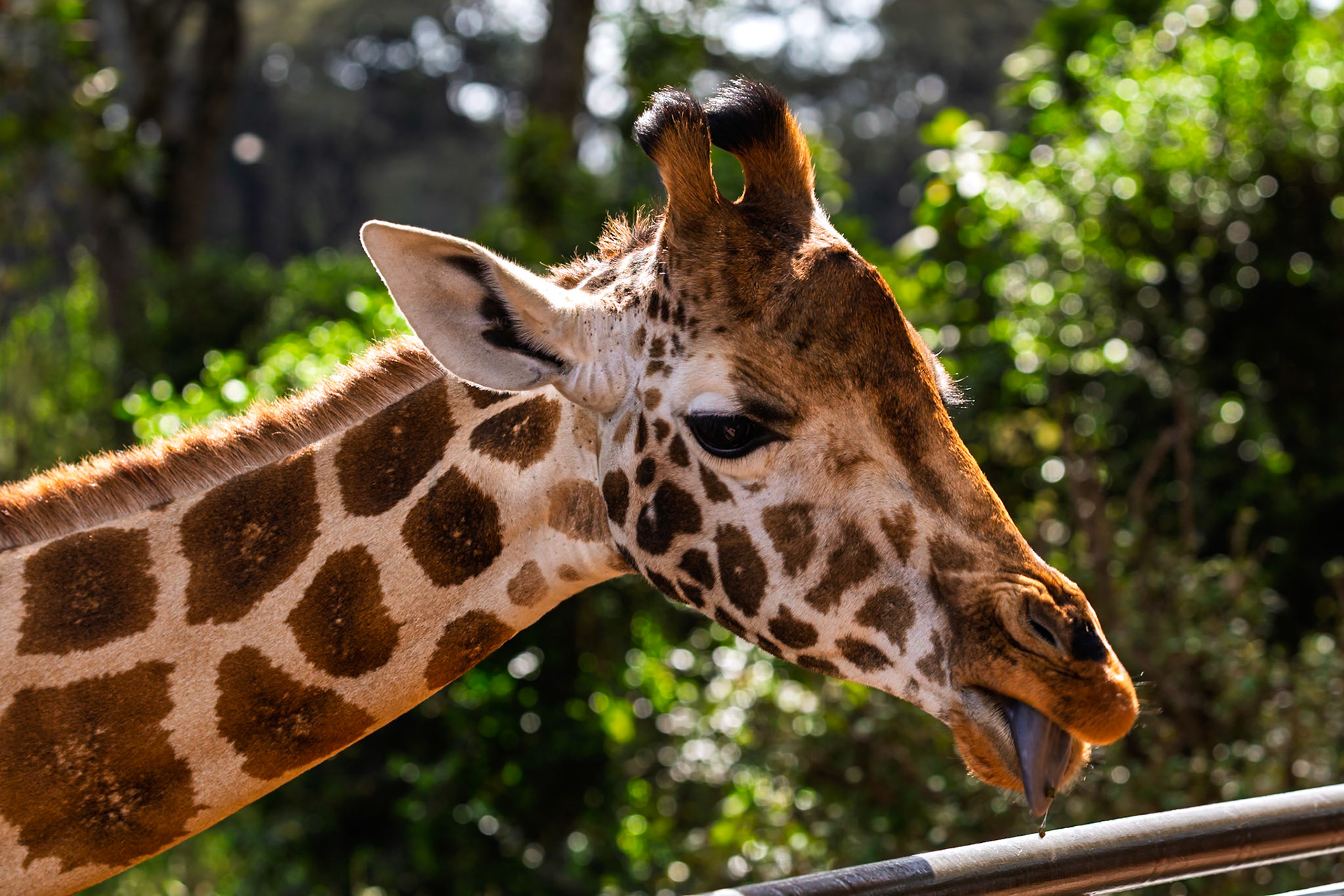 A giraffe at Giraffe Center, Kenya, extends its tongue, possibly seeking food or exploring its surroundings.