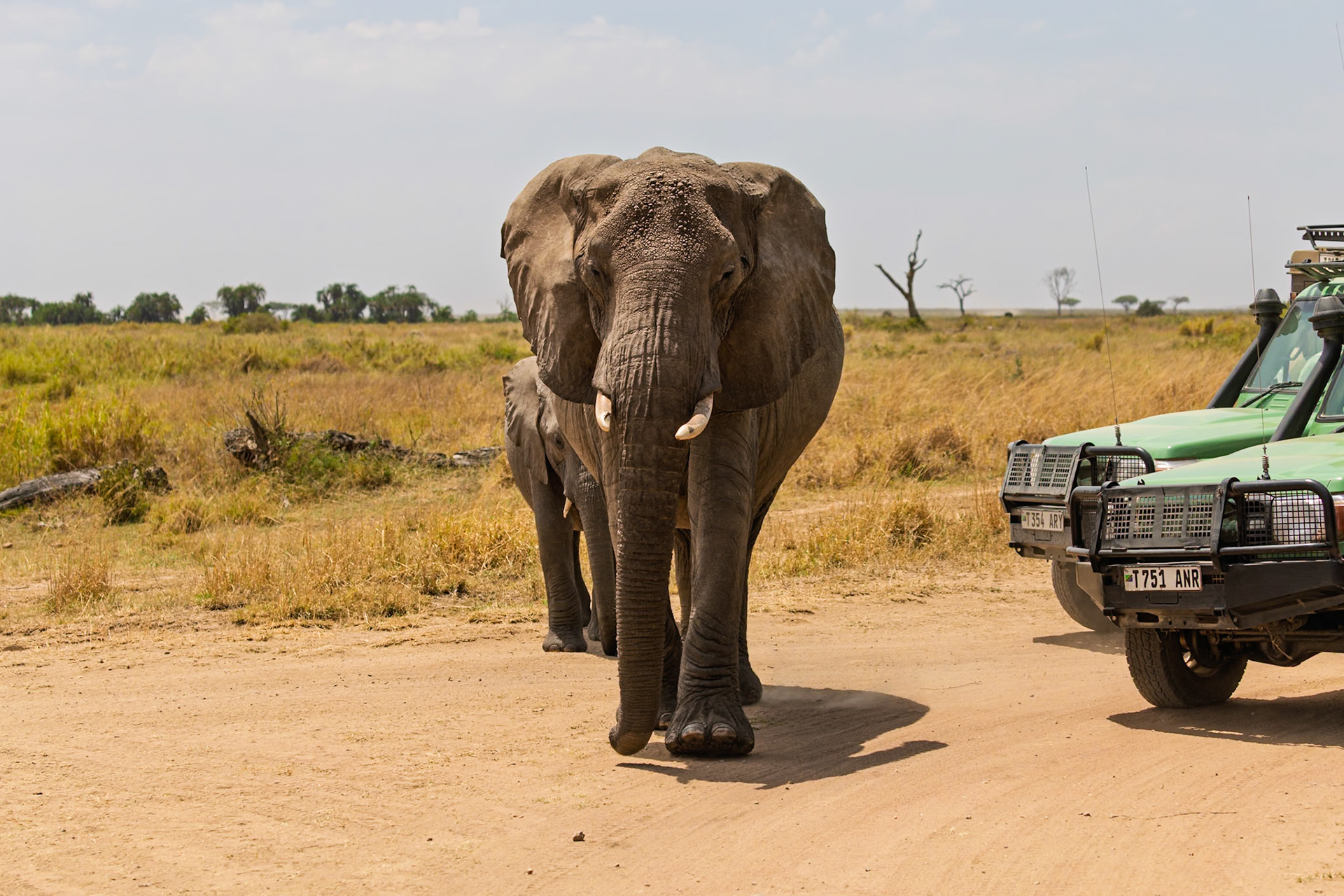 An elephant and its calf approach safari vehicles in Tanzania's Serengeti National Park, showcasing wildlife encounters.