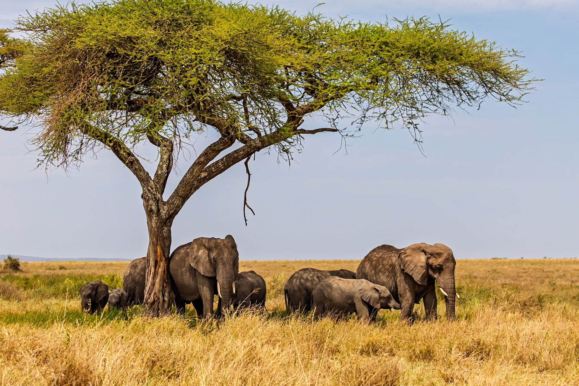 A family of elephants seeks shade under an acacia tree in Tanzania's Serengeti National Park, escaping the hot African sun.