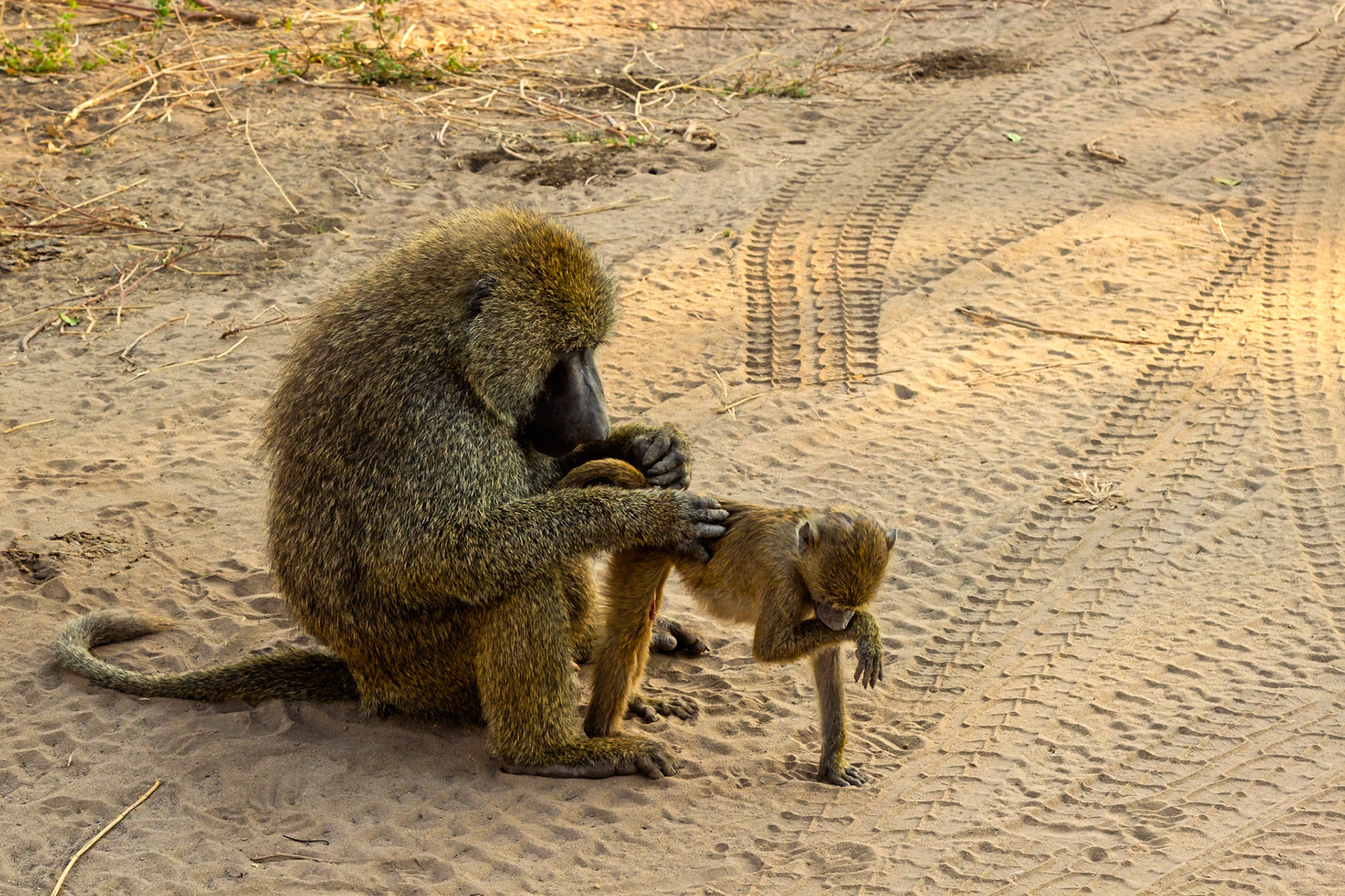 A baboon grooms a smaller baboon in Tarangire National Park, Tanzania, removing parasites and strengthening social bonds.
