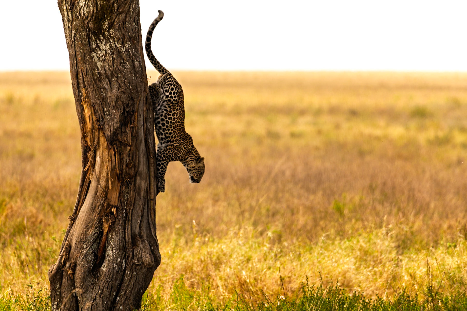 A leopard descends a tree headfirst, surveying the golden savanna of Serengeti National Park, Tanzania, possibly looking for its next meal.