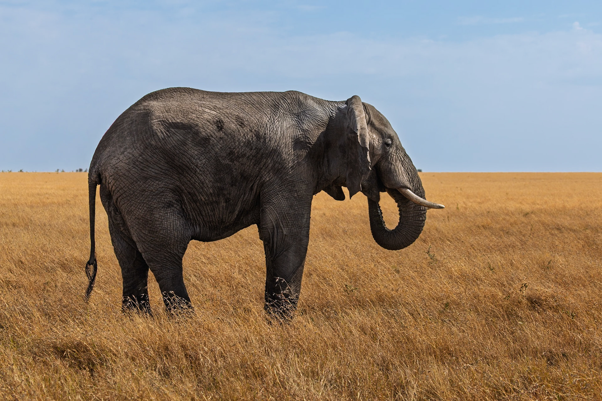 An elephant grazes in the Serengeti National Park, Tanzania, seeking sustenance in the golden grasslands.