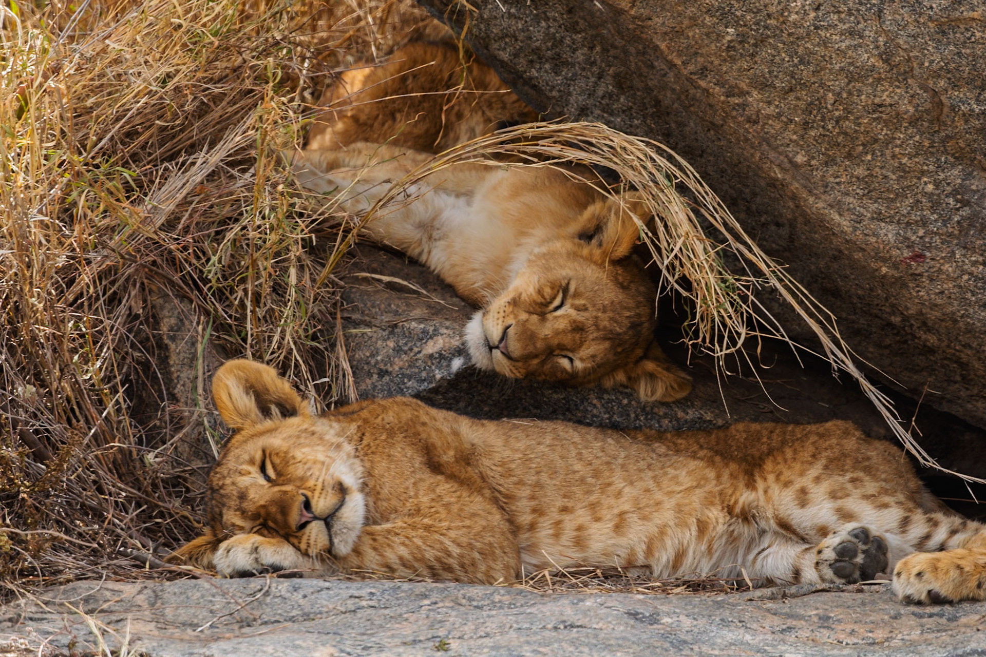 Lion cubs nap in the shade of rocks and tall grass in Tanzania's Serengeti National Park, seeking respite from the African sun.