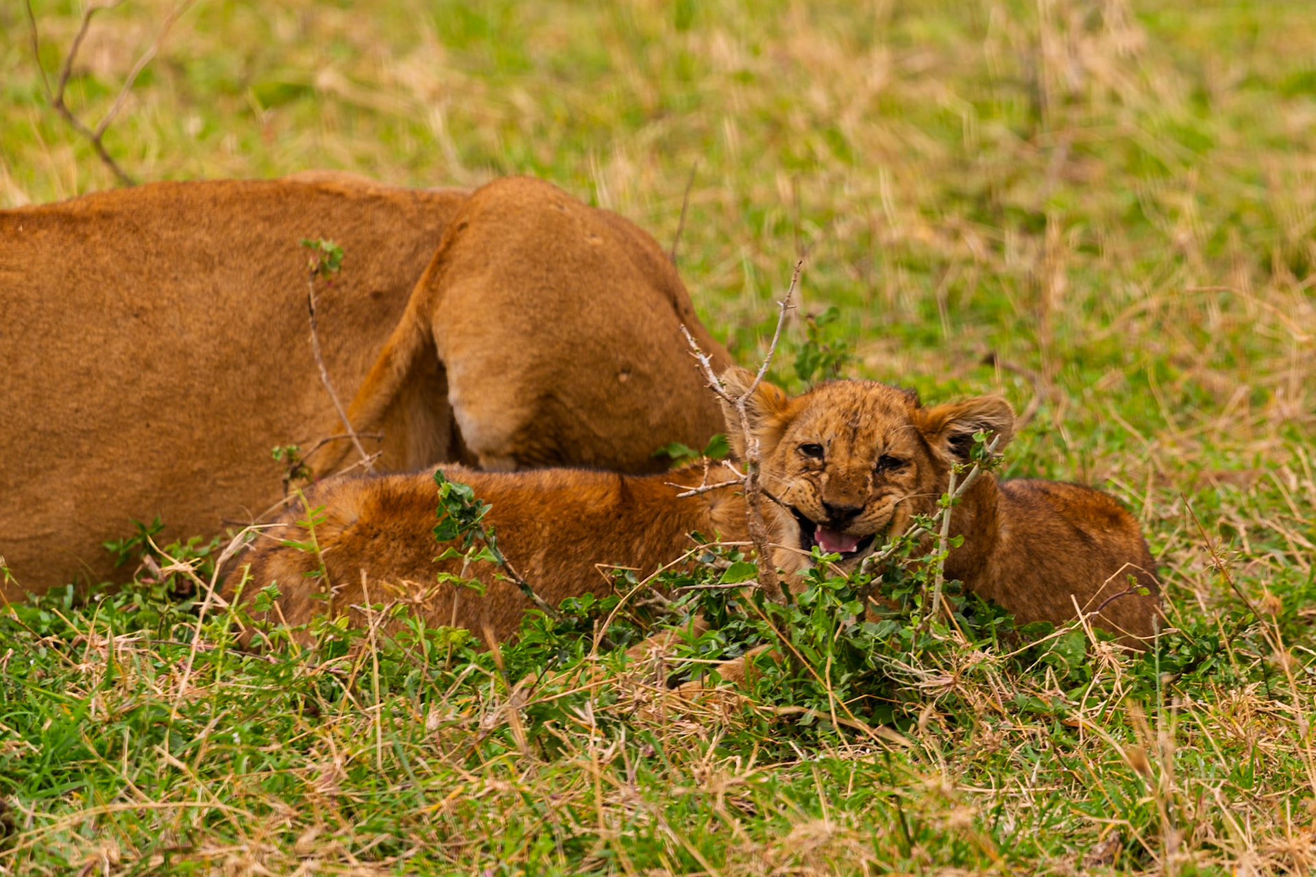 A lion cub playfully bites at foliage near its mother in Tanzania's Serengeti National Park.