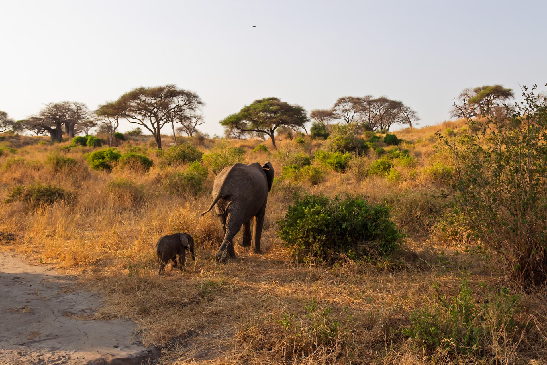 An elephant and its young calf walk through the golden savanna of Tarangire National Park, Tanzania, during a dry season.