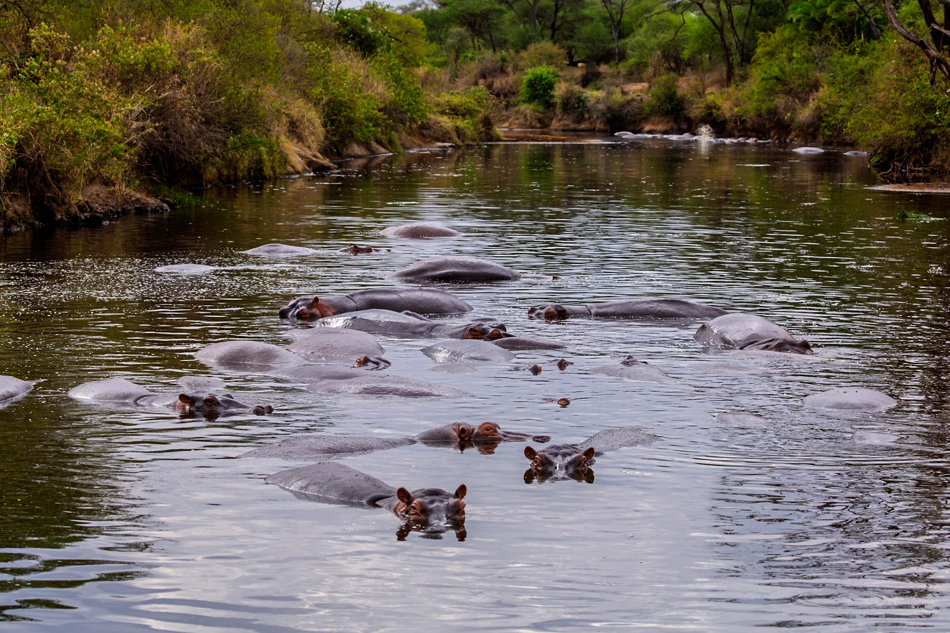 A bloat of hippos cools off in a river in Serengeti National Park, Tanzania. They stay in the water to keep their skin from drying out.