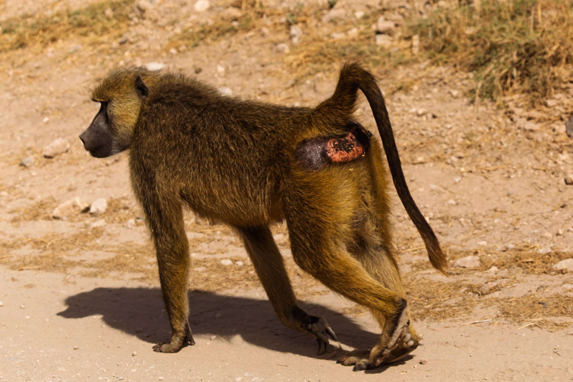 A baboon walks in Amboseli National Park, Kenya. It has a wound on its rear, possibly from a fight or predator attack.