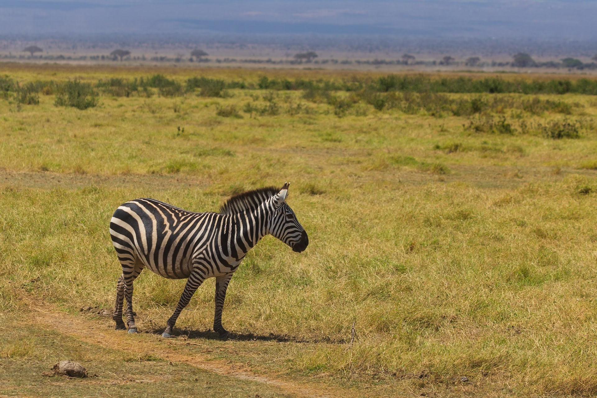 A zebra stands in the grass in Kenya's Amboseli National Park, grazing and enjoying the day.