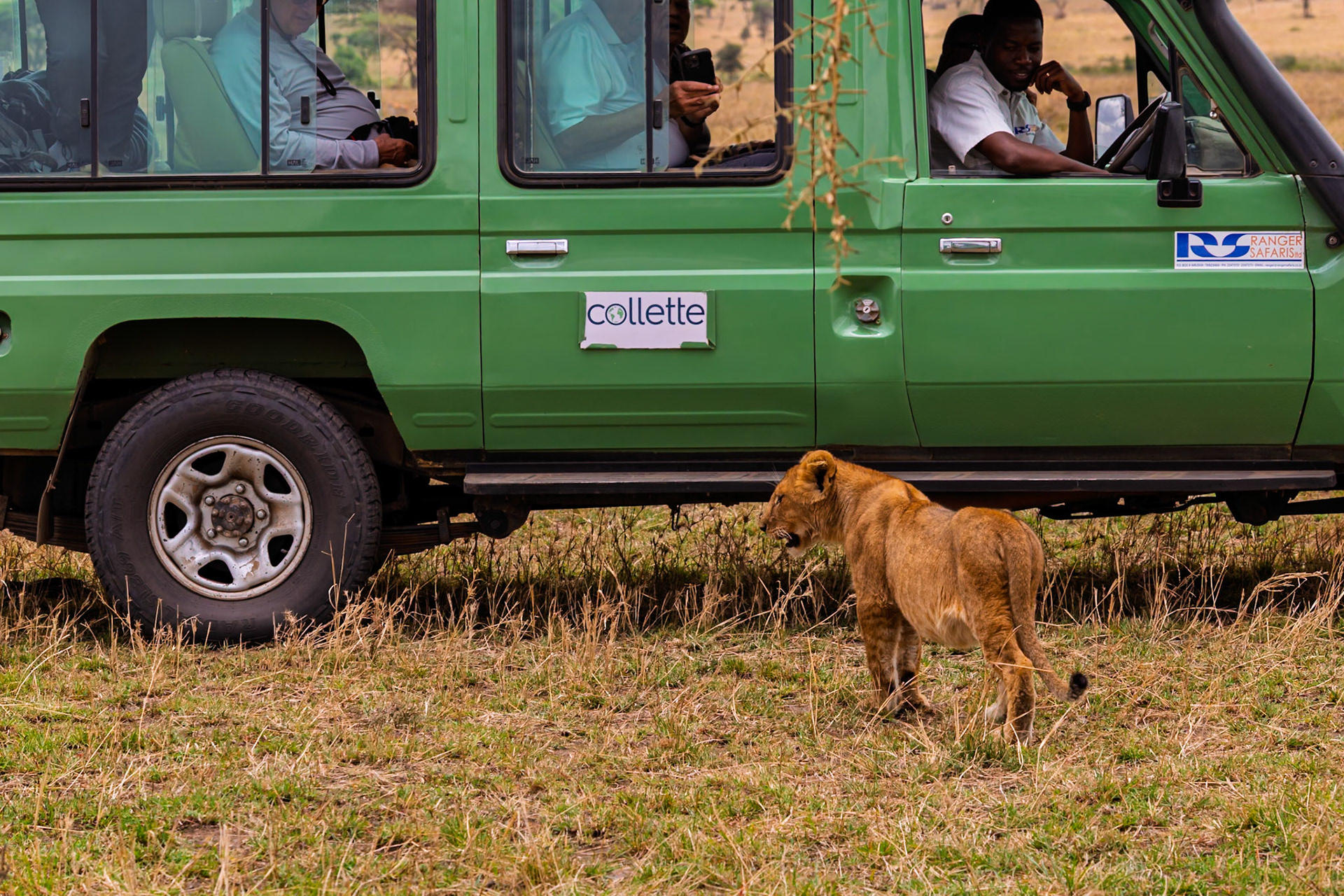 A lion cub walks past a Collette tour vehicle with tourists and a driver in Serengeti National Park, Tanzania.