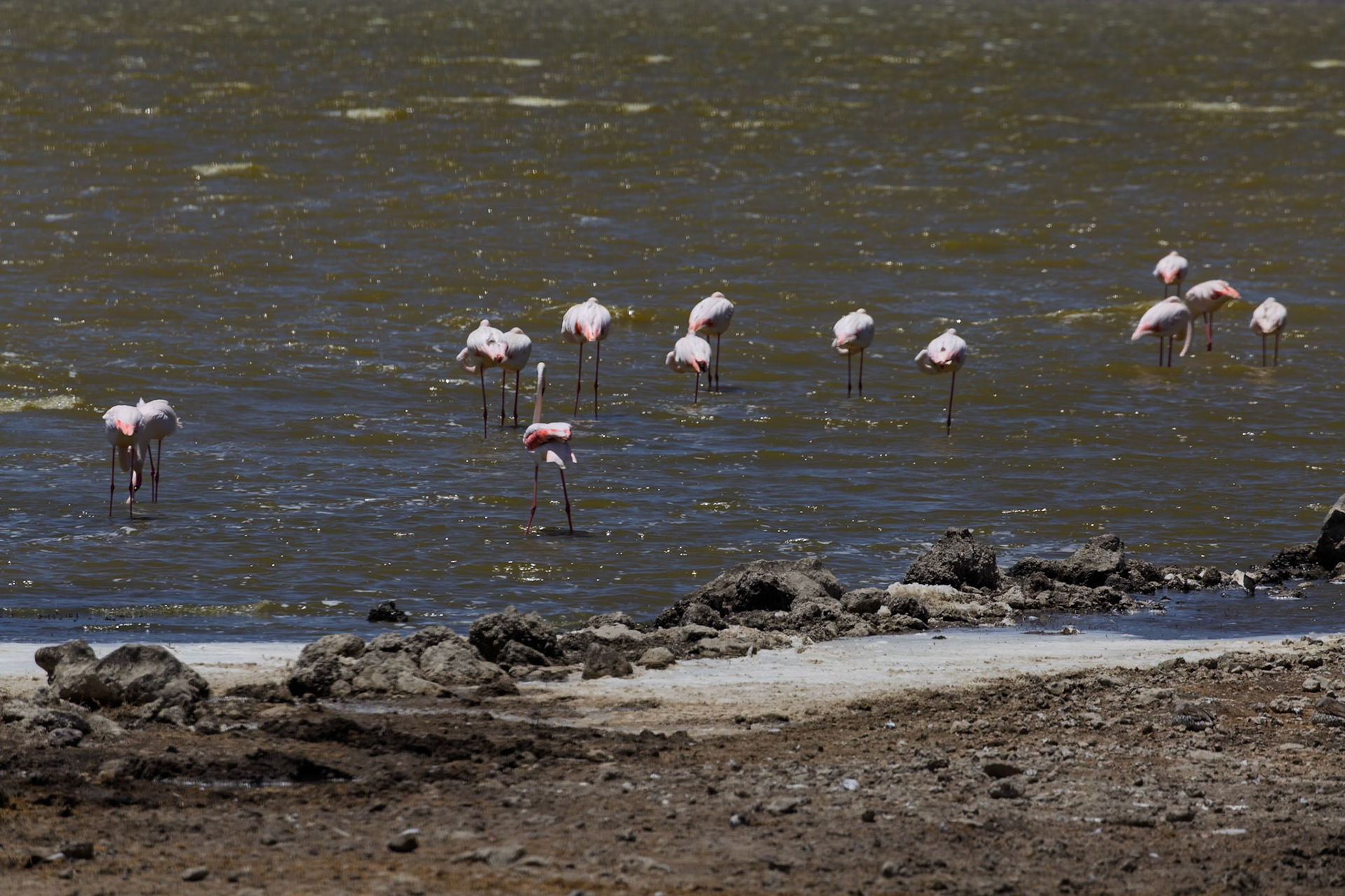 Ngorongoro Crater, Tanzania - September 23th 2025: Flamingos wade in the shallow waters of the crater lake, feeding on algae and small crustaceans.