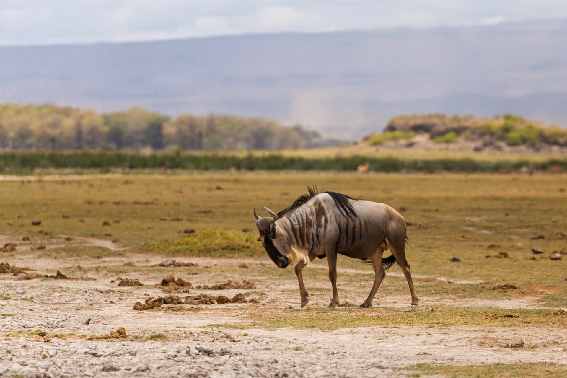A wildebeest grazes in Amboseli National Park, Kenya. They migrate for food and water.