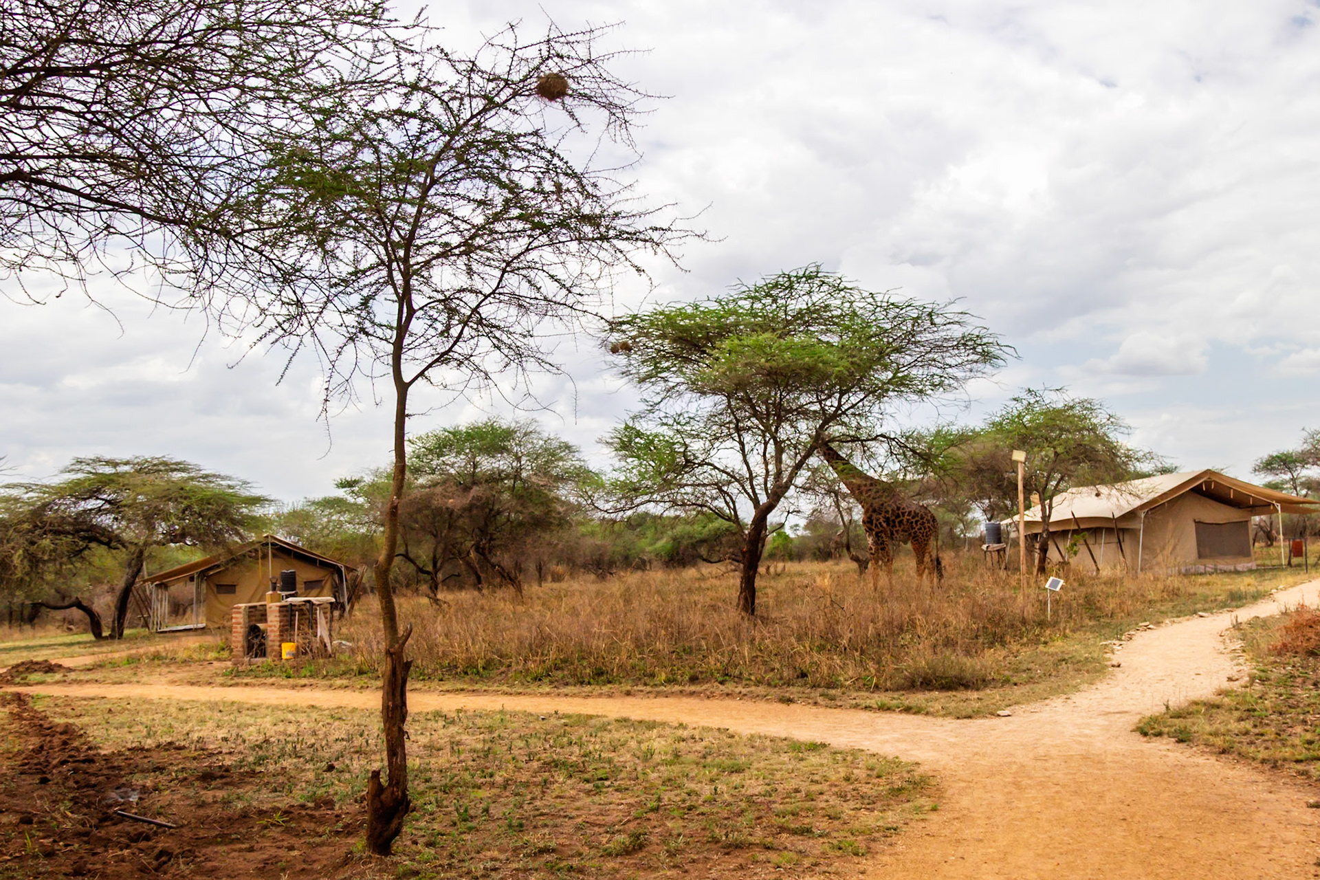 A giraffe eats from a tree near a tented camp in Tanzania's Serengeti National Park. The giraffe is foraging for food.