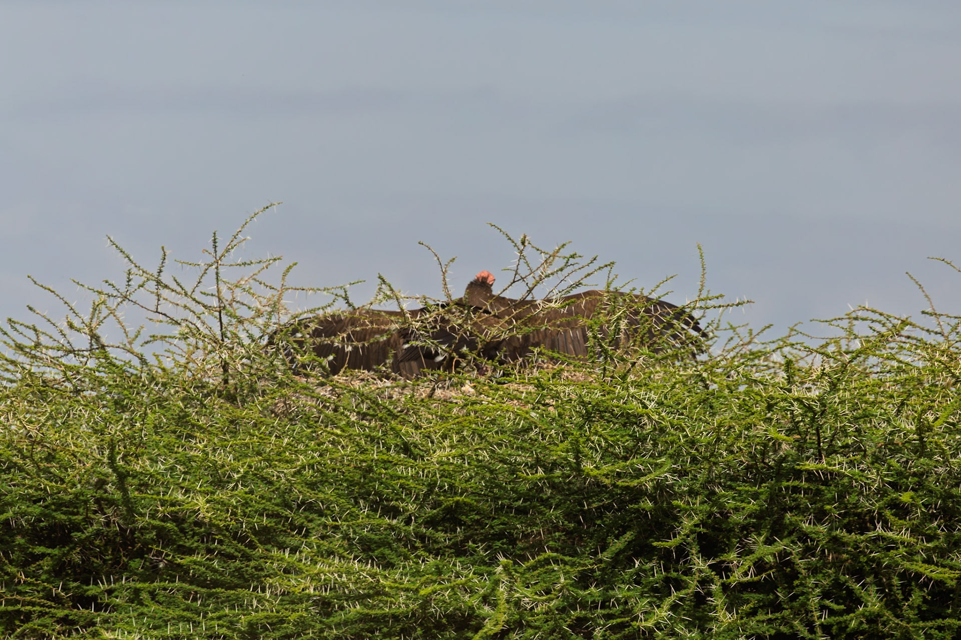 A lappet-faced vulture nests in a thorny tree in Tanzania's Serengeti National Park, providing protection for its young.