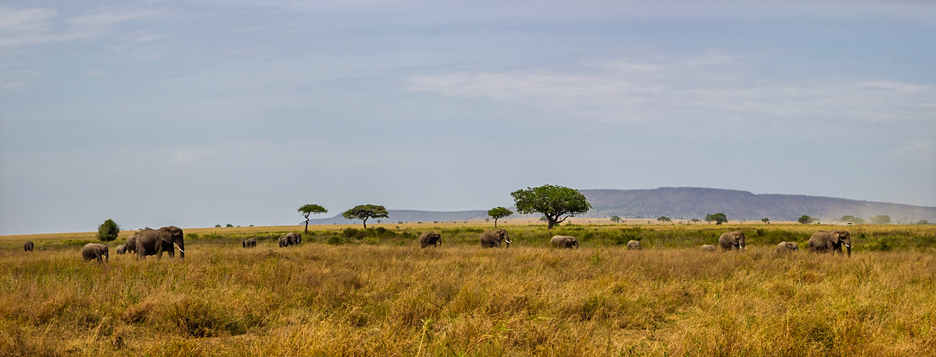 A herd of elephants migrates across the Serengeti National Park in Tanzania, seeking food and water.