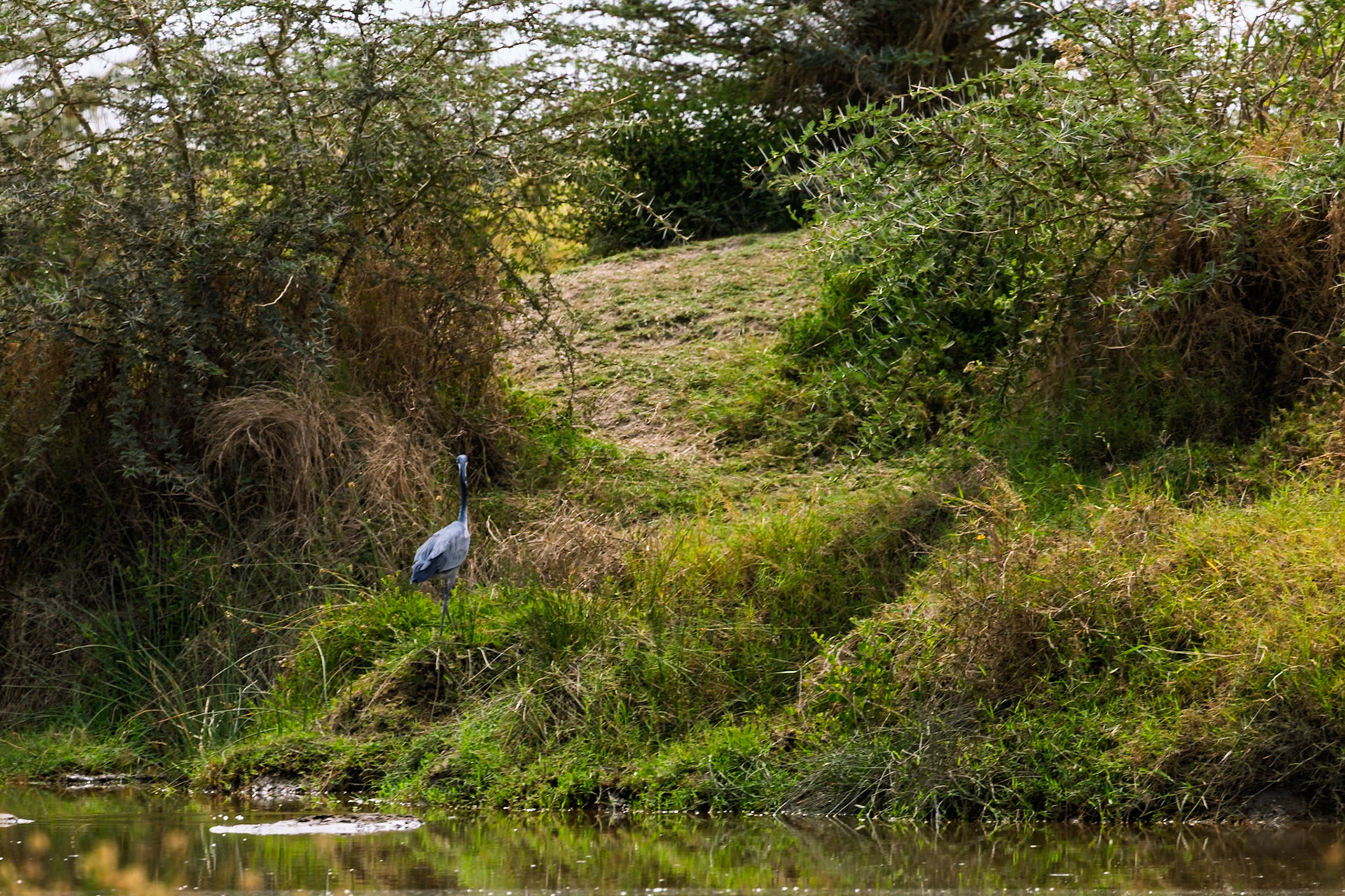 A grey heron stands at the water's edge in Serengeti National Park, Tanzania, likely searching for fish.