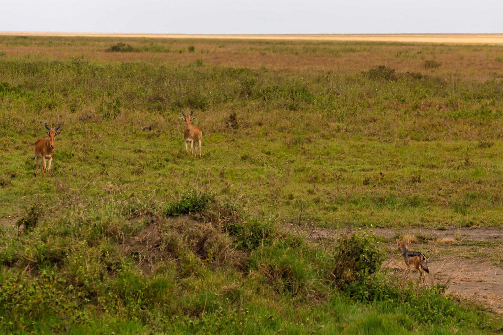 Two Hartebeest stand alert in the Serengeti National Park, Tanzania, while a jackal lurks nearby, possibly stalking them.