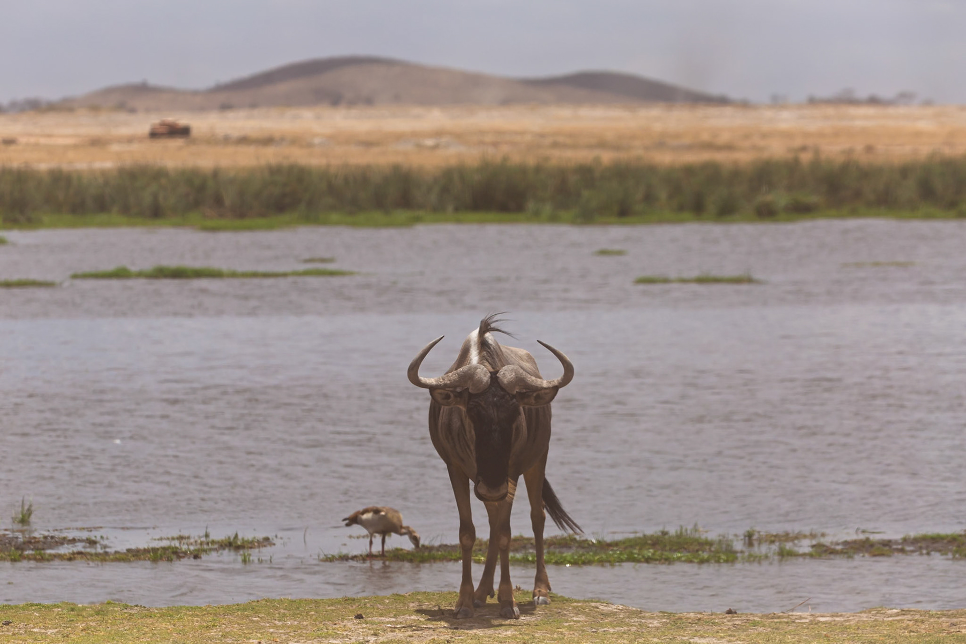 A wildebeest stands near a body of water in Kenya's Amboseli National Park, with a bird nearby.
