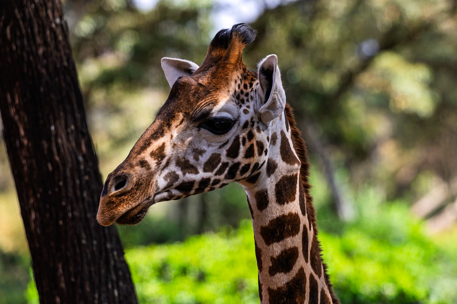 A giraffe is looking to the left at the Giraffe Center in Kenya. The giraffe is looking for food.