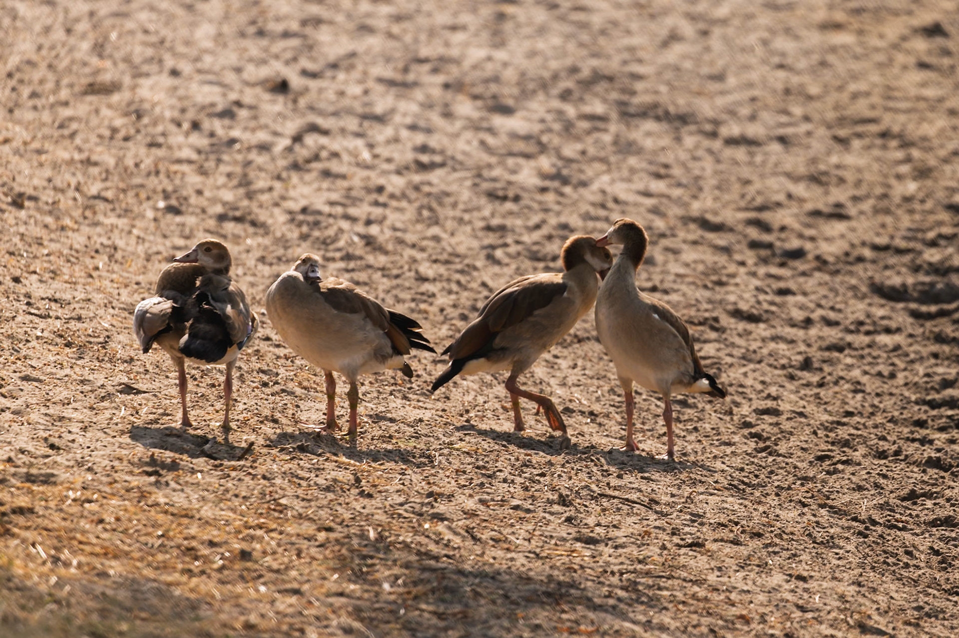 Four Egyptian Geese stand on sandy ground in Tarangire National Park, Tanzania. Two share a tender moment, nuzzling.