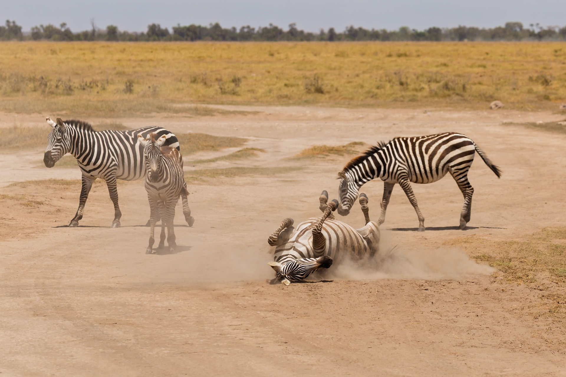 Zebras in Amboseli National Park, Kenya. One zebra rolls in the dust, possibly to remove parasites or cool down.