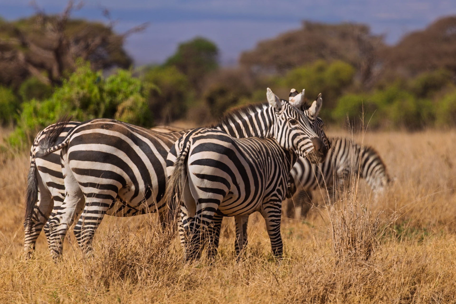 Zebras graze in Amboseli National Park, Kenya. They eat to survive in the African savanna.