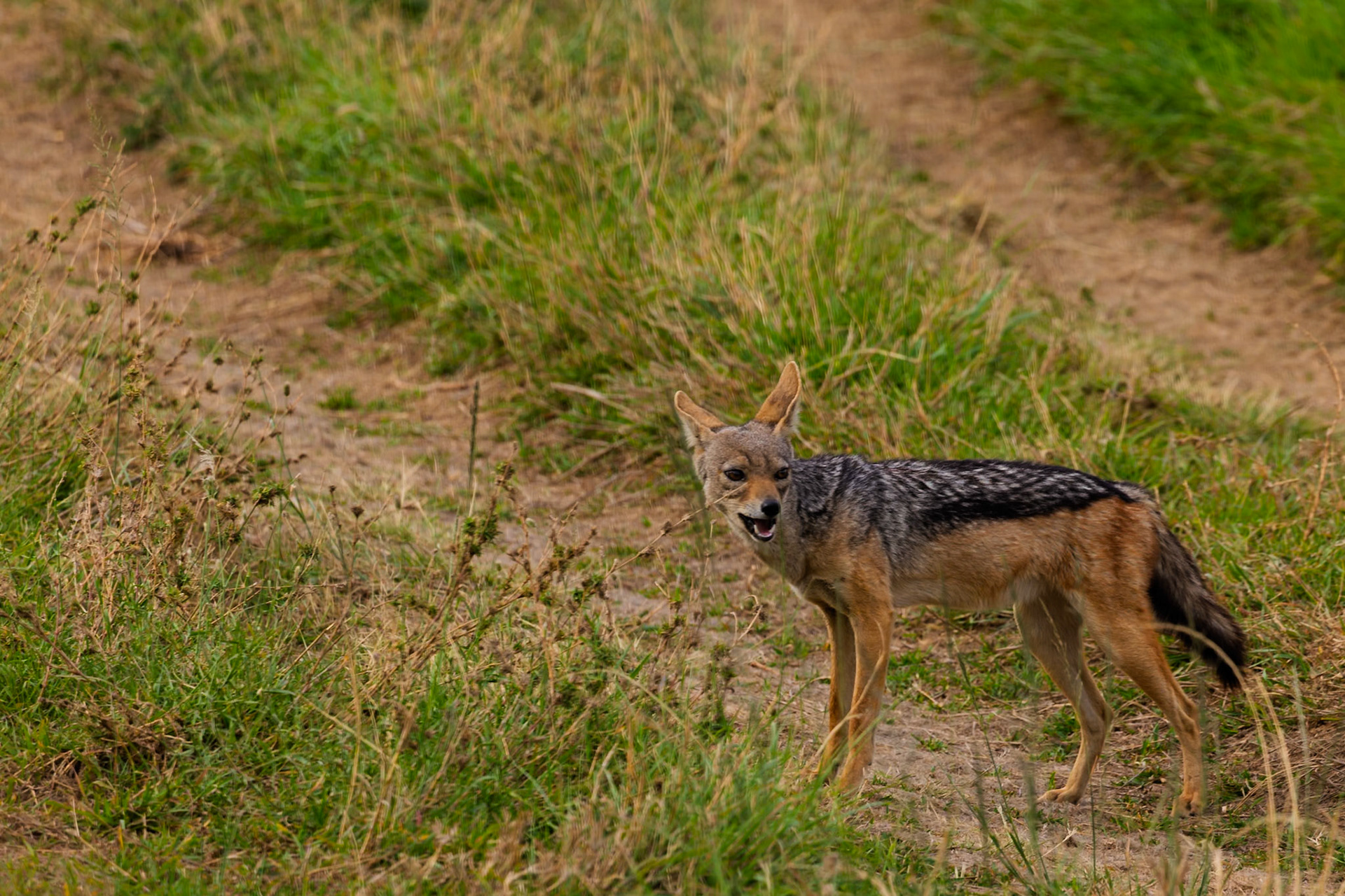 A jackal stands alert in Serengeti National Park, Tanzania, its keen eyes scanning the savanna for its next meal.