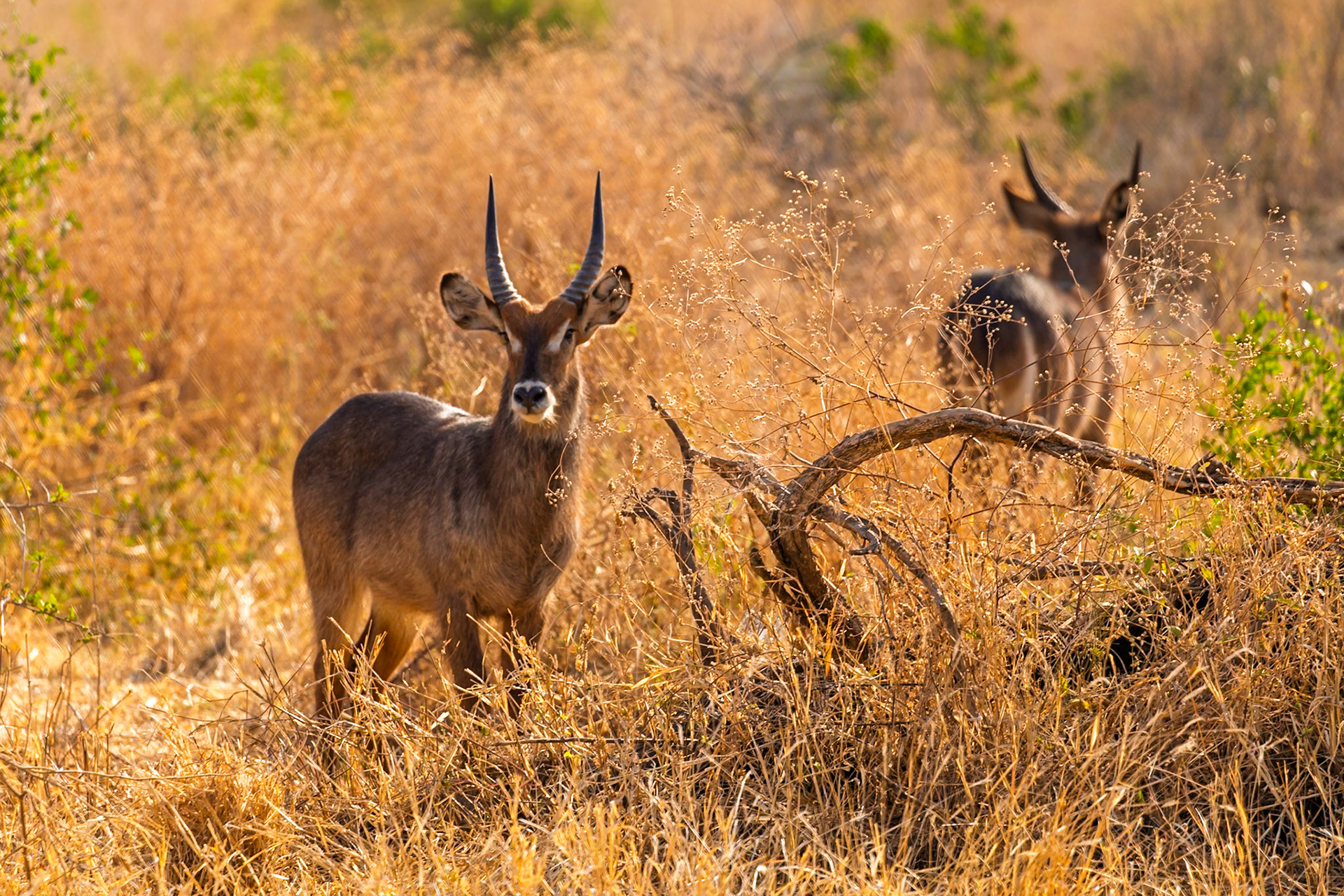 Two Waterbuck graze in the tall, dry grasses of Tarangire National Park, Tanzania, seeking sustenance in the golden landscape.
