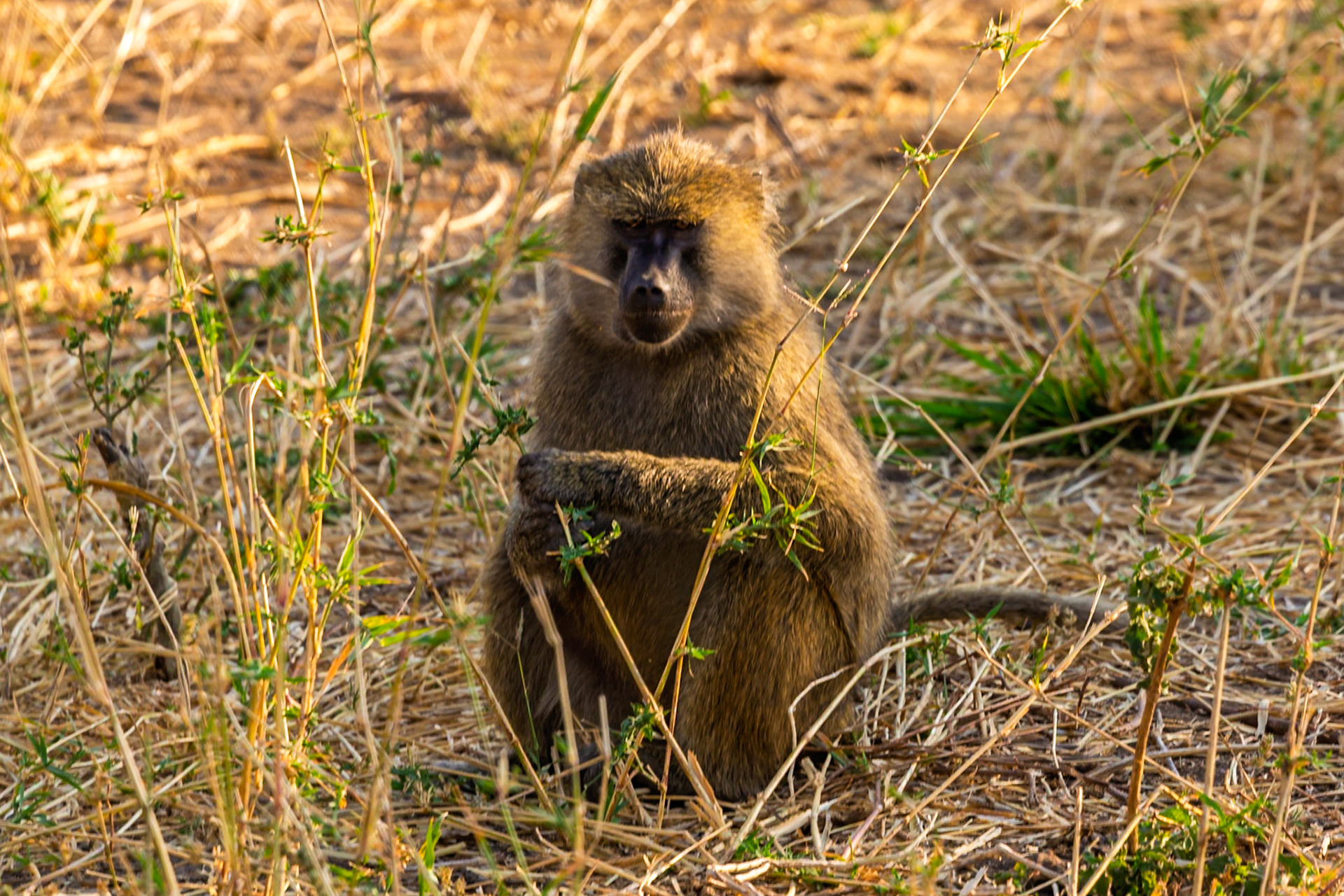 A baboon sits in the grass in Tanzania's Tarangire National Park, observing its surroundings.