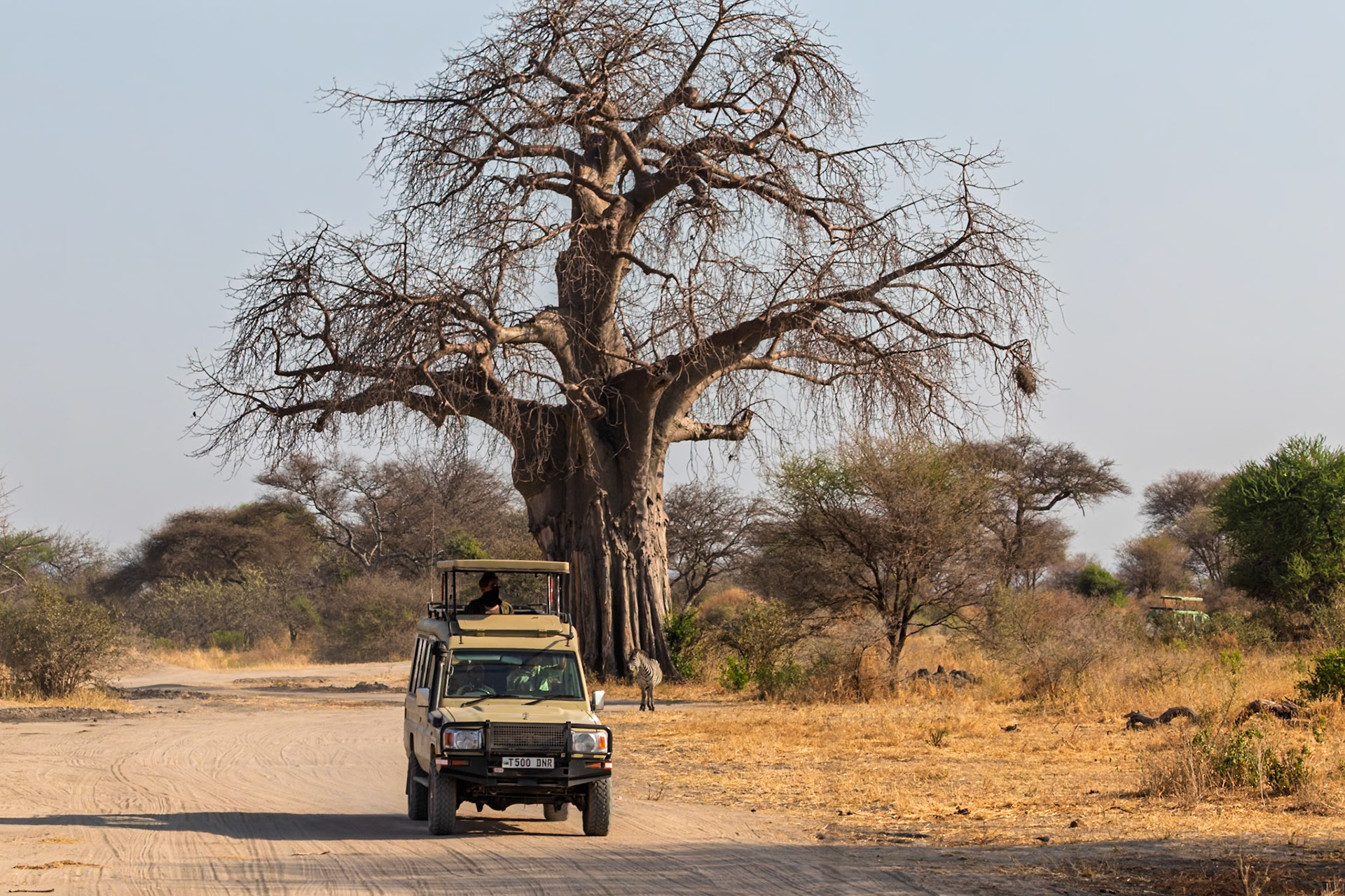A safari vehicle drives through Tarangire National Park, Tanzania, offering tourists a view of the landscape and wildlife.