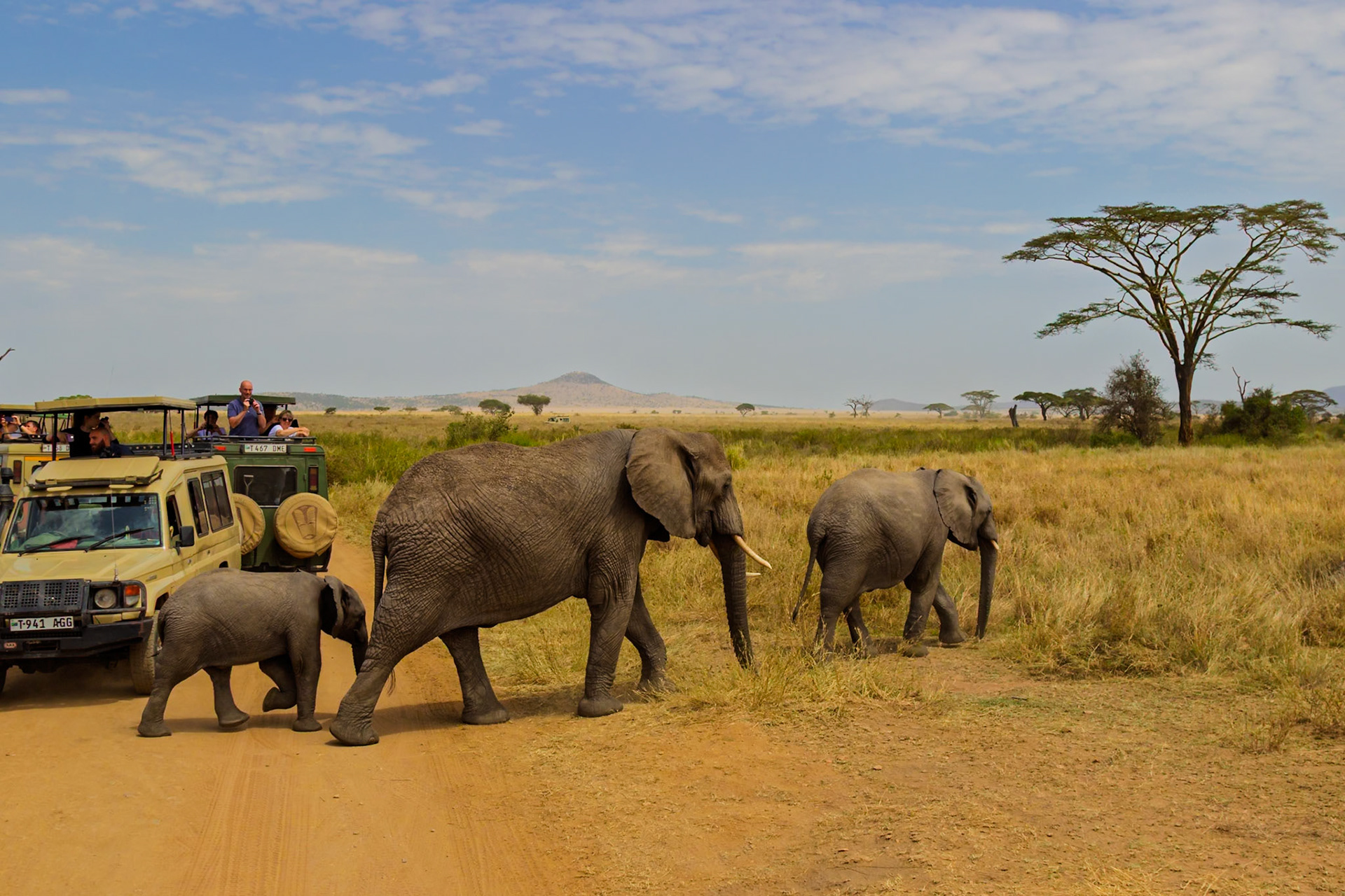 Tourists in Tanzania watch as a family of elephants cross the road in front of their safari vehicles in Serengeti National Park.