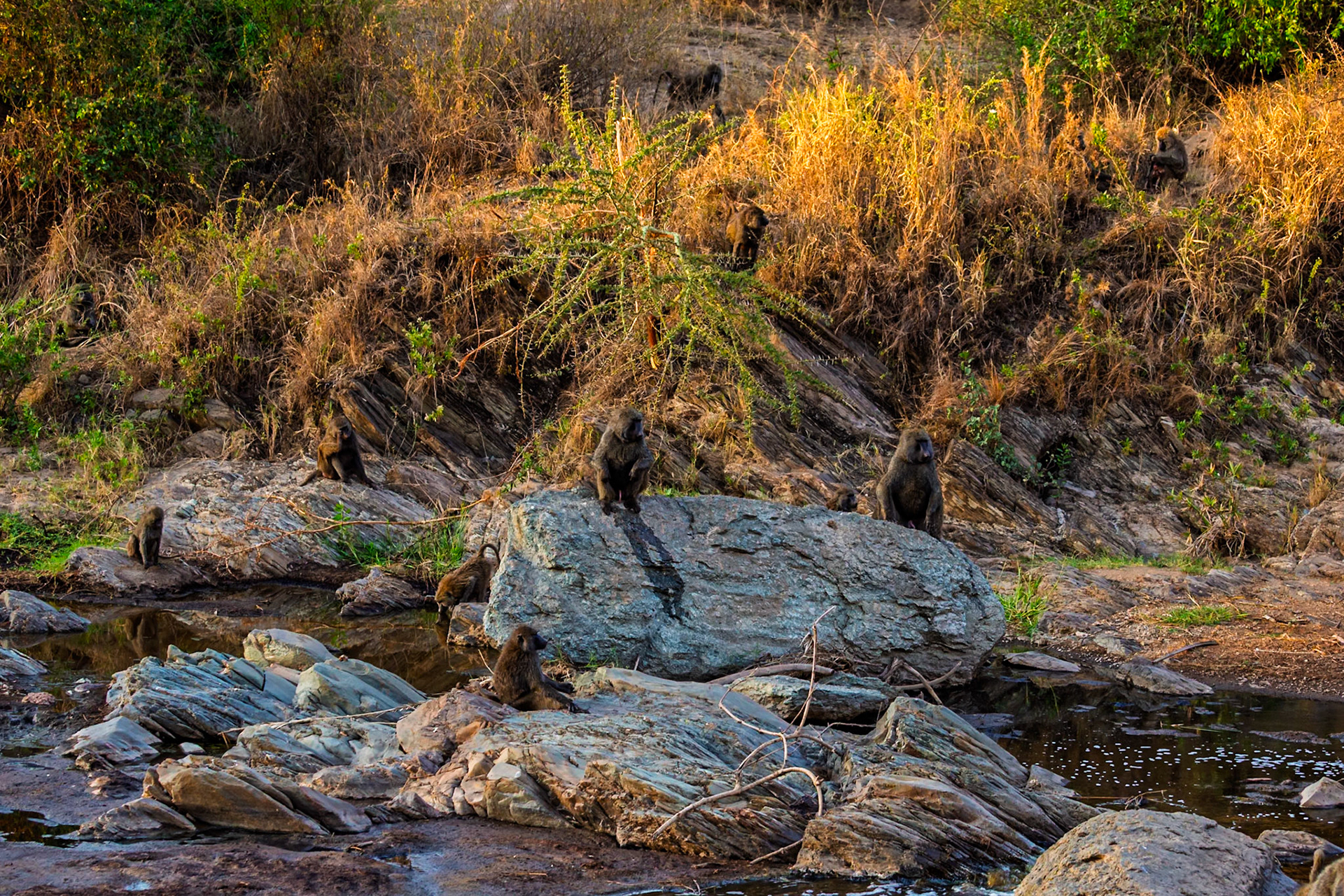 A troop of baboons rests on rocks near a stream in Tanzania's Serengeti National Park, seeking respite from the heat.