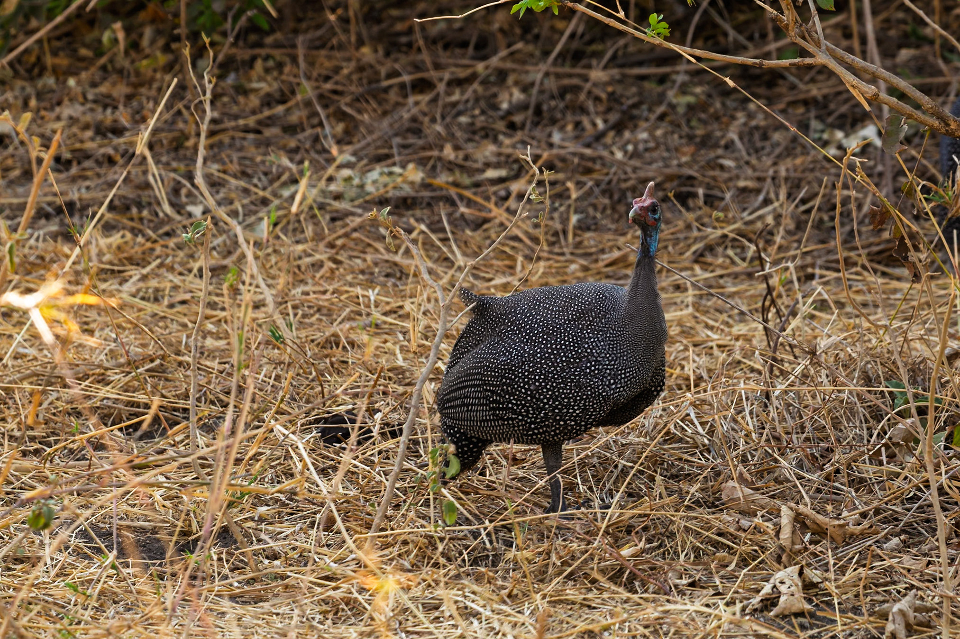 A helmeted guineafowl forages in the dry grasses of Tarangire National Park, Tanzania, searching for seeds and insects.
